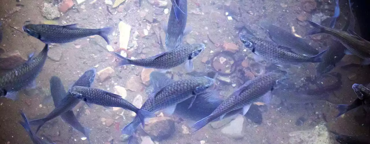 Fish Farming Frame Tanks