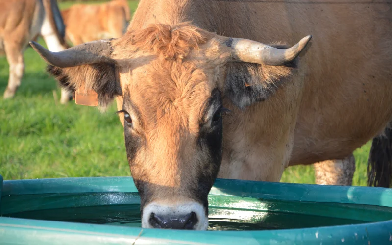 Portable stock water tank set up in a pasture