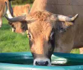 Portable Stock Water Tanks