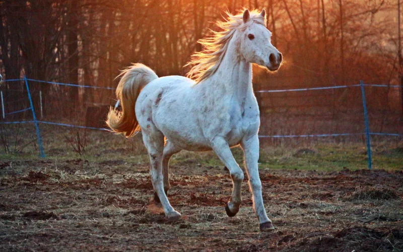 white horse inside a fenced paddock 